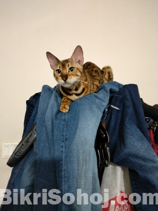 Bengal cat ( female)